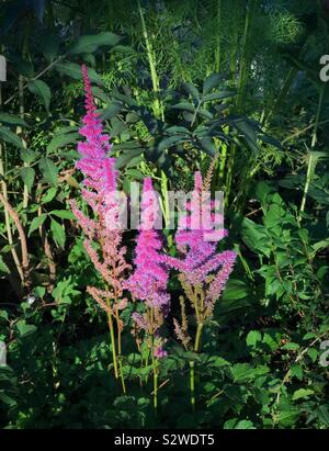 Astilbe Chinensis wächst in einem Land, Garten Stockfoto