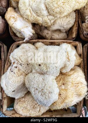 Hericium erinaceus, Lion's mane Pilz, Affenkopf Pilz, bärtigen Zahn Pilz, der Satyr Bart, bärtigen hedgehog Pilz, pom pom Pilz, oder bärtigen Zahn Pilz Stockfoto