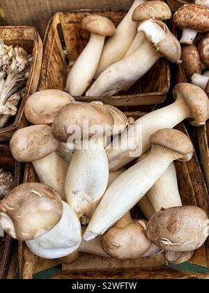 Pleurotus eryngii Pilze, König Trompete, Horn Pilz, König oyster Mushroom, König braune Champignons, Steinpilze der Steppen, Trompete Royale, aliʻi Oyster Stockfoto