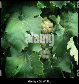 Macabeo reifenden Trauben am Weinstock, Katalonien, Spanien. Stockfoto