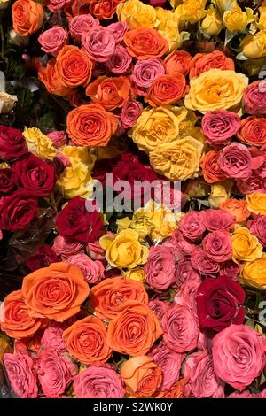 Viele Blumensträuße von frischen rosa, gelbe und rote Rosen. Stockfoto