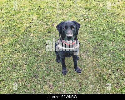 Schwarzer Labrador Welpen warten geduldig auf ein Genuss Stockfoto