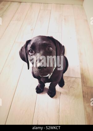 Labrador Welpe warten geduldig auf das Essen Stockfoto