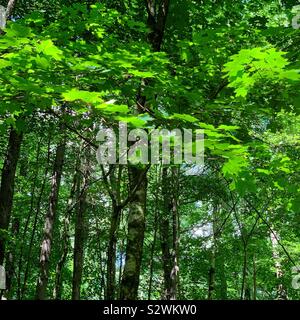 Sonnenlicht auf die Blätter im Wald Stockfoto