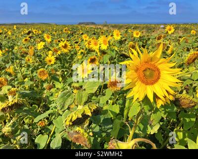 Sonnenblumen in Rhossili, wächst an den abscheulichen mit dem Wurm Leiter im Abstand, August. Stockfoto