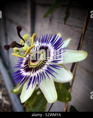 Eine Seitenansicht eines einzigen Passionsblume, Passiflora caerulea Stockfoto