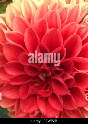 Dahlie Blume Stockfoto