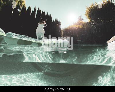 Jack Russell Terrier Hund stehend auf einem Pool schwimmen mit niedrigen untergehende Sonne im Hintergrund. Stockfoto