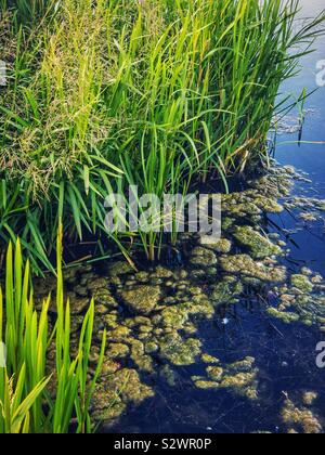 Flanke von Teich mit Pflanzen und eilt, und mit zahlreichen Pilger auf der Oberfläche des Wassers. Stockfoto