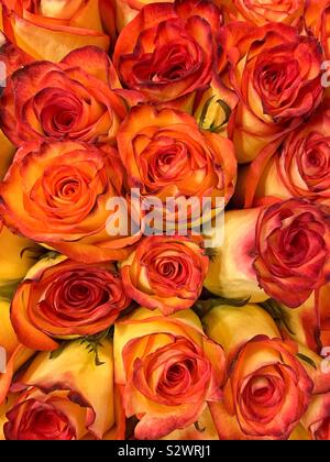 Schöne dutzend Blumenstrauß der frischen Gelb und rot gefärbten Rosen in voller Blüte. Stockfoto