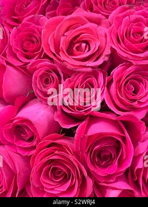 Schönen Blumenstrauß tief rot Schöne Rosen in voller Blüte. Stockfoto