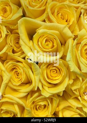 Schönen Blumenstrauß der frischen gelben Rosen. Stockfoto