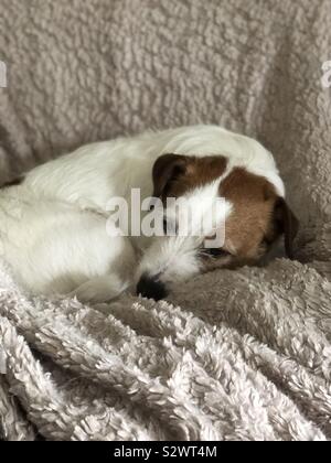 Lassen Sie schlafende Hunde liegen Stockfoto