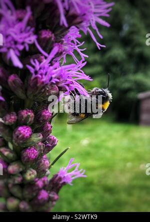 Bumblebee bedeckt mit Pollen auf eine blühende lila Blüte im Sommer. Stockfoto