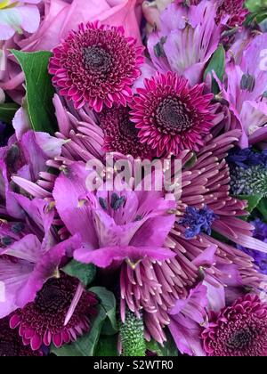 Schönen lila Bouquet von krokussen und Mamas und grünem Laub. Stockfoto