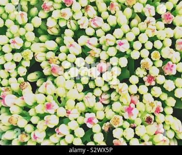 Sedum Blumen in einem Cluster beginnen zu blühen Stockfoto