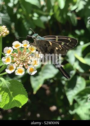 Nahaufnahme eines Long-tail skipper Schmetterling auf lantana Blüten Stockfoto