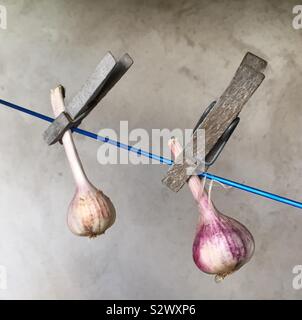 Frisch geernteten Knoblauch Zwiebeln Trocknung und Härtung Stockfoto