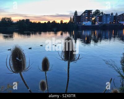 Urban wildlife - Enten und teasels gegen einen dunklen Himmel. Stockfoto