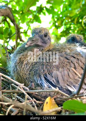 Baby Taube im Nest Stockfoto