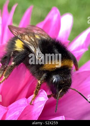 Bumble Bee Pollen sammeln auf Dahlia Stockfoto