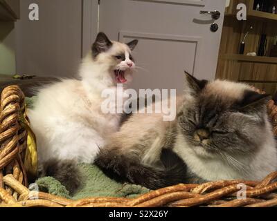 Kätzchen gähnen oder Schreien am anderen Katze innerhalb Ihrer pet-Bett (Weidenkorb). Stockfoto