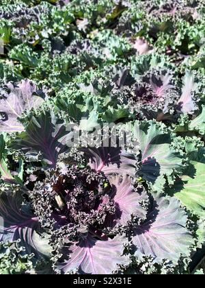 Schönen Garten mit violetten und grünen Kohl und Grünkohl in voller Blüte. Stockfoto