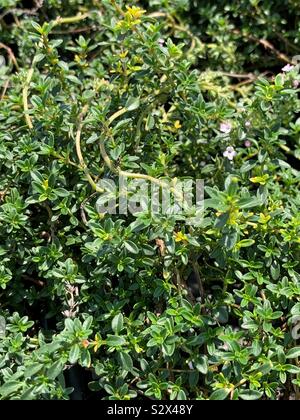 Thymus serpyllum, Breckland Thymian, Breckland wilder Thymian, wilden Thymian, schleichende Thymian, oder elfin Thymian. Stockfoto