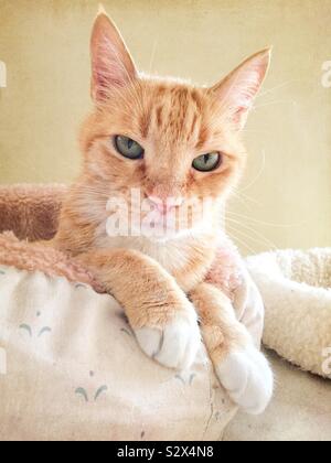 Eine inländische Innen Orange und Weiß gefärbte Tabby-katze ist entspannend in seinem kitty Bett. Stockfoto