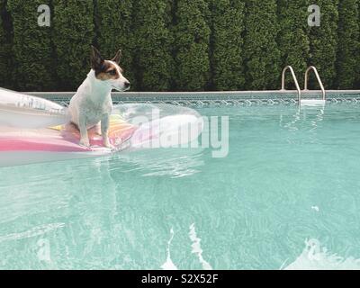 Jack Russell Terrier Hund sitzt auf einem aufblasbaren Pool schwimmen in der Mitte von einem Hinterhof Schwimmbad. Stockfoto
