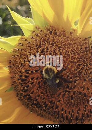 Eine große Biene auf einer Sonnenblume. Stockfoto