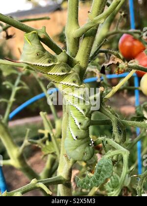 Tabakkäfer Caterpillar auf eine Kirsche Tomate. Die roten Horn ist sein Markenzeichen. Diese Katze ist mit der Oberseite nach unten. Stockfoto