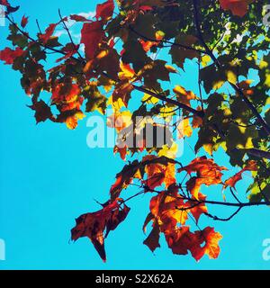 Ahorn Blätter am Baum ab Herbst Farben gegen den blauen Himmel zu drehen Stockfoto