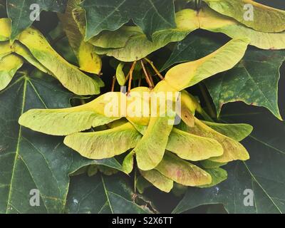 Sycamore Samen Ändern der Farbe im frühen Herbst Stockfoto