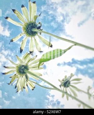 Fading Sommer Blumen. Stockfoto