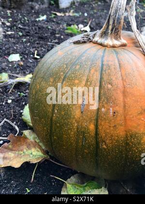 Kürbis wächst in einem Garten Stockfoto