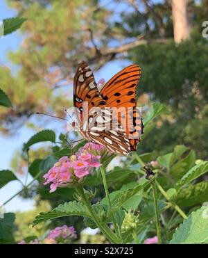 Die hellen und farbenfrohen Golf Fritillaryschmetterling auf lantana Blüten Stockfoto