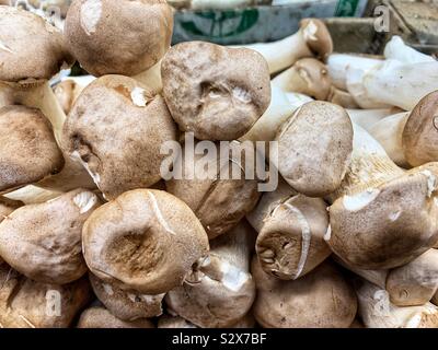 Pleurotus eryngii Pilze, König Trompete, Horn Pilz, König oyster Mushroom, König braune Champignons, Steinpilze der Steppen, Trompete Royale, aliʻi Oyster Stockfoto