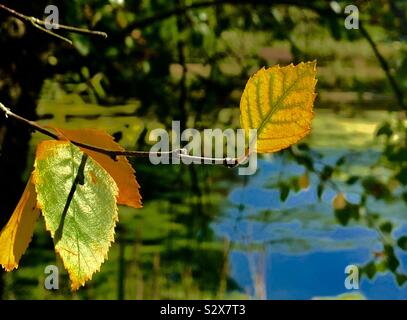 Blätter im Herbst, bevor Sie den Baum und auf dem Boden genießen die letzten warmen Tage auf dem Ast glücklich verlassen Stockfoto