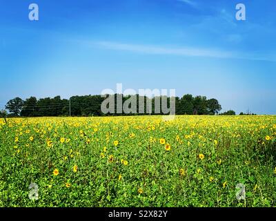 Gelbe Sonnenblumen Feld und Bäume mit blauem Himmel in Ohio. Stockfoto
