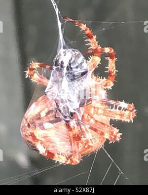 Rote Spinne fangen Fliegen Stockfoto