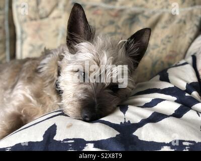 Sleepy Dog Stockfoto