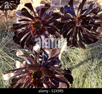 Aeonium arboreum, Zwartkop, saftig und Grenze Anlage Stockfoto