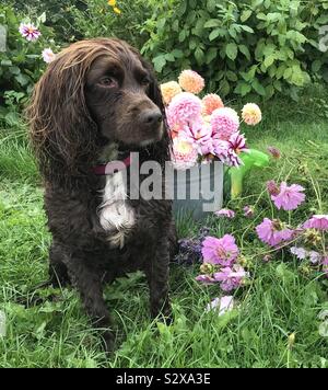 Cocker Spaniel mit Blumen Stockfoto