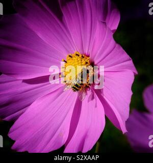 Biene auf einer Blüte 8. Stockfoto