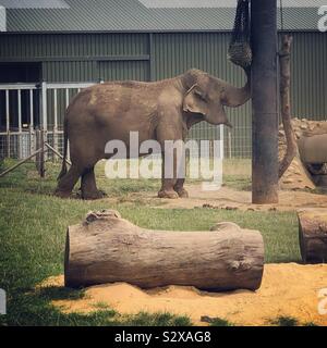 Schmunzelt elephant Stockfoto