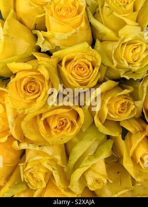 Schönen Blumenstrauß der frischen gelben Rosen in voller Blüte. Stockfoto