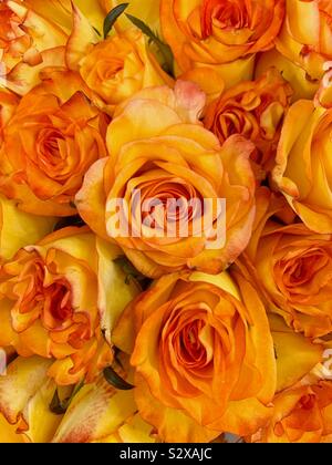 Schönen Blumenstrauß der frischen gelben Rosen mit einem Hauch von Orange. Stockfoto