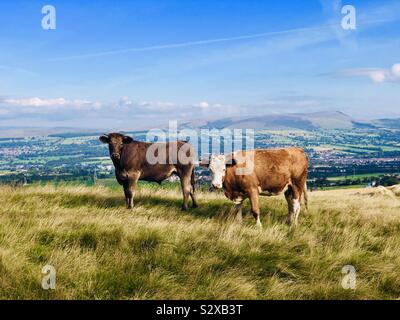 Zwei schöne Kühe in der englischen Landschaft stehend Stockfoto