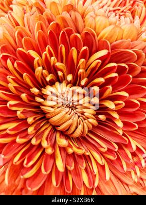 Nahaufnahme eines perfekten orange Chrysantheme in voller Blüte. Stockfoto